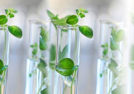 Tissue Culture Plants